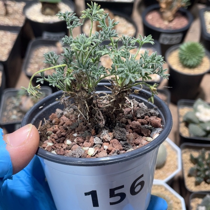 156豪猪洋葵块根