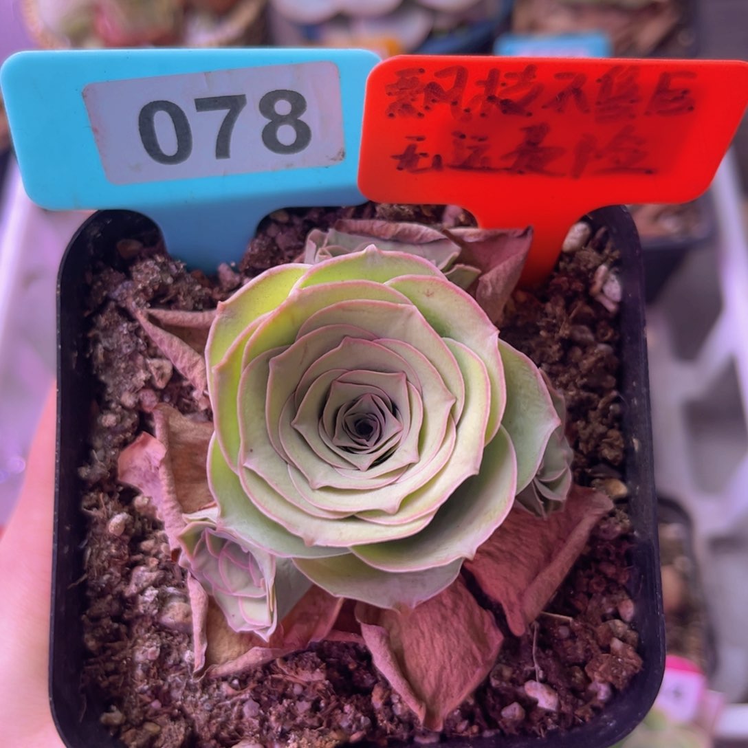 雪霁玫瑰群一物一拍078 裸根发