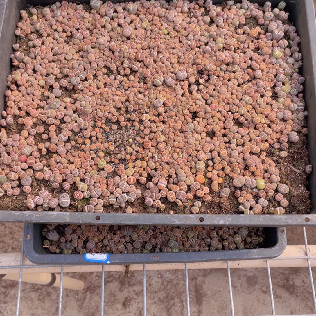 俊***N2筐菊文章88888888俊俊