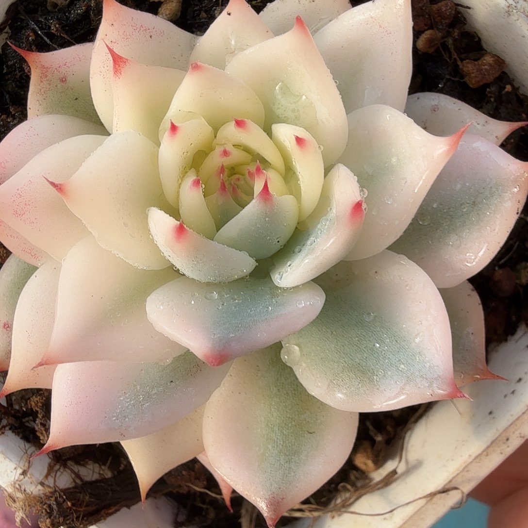 吉娃娃锦，一线天，多肉