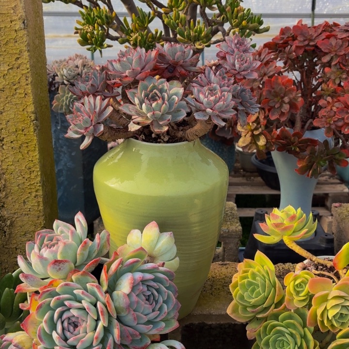 3***O老桩精品肉肉赫拉带盆