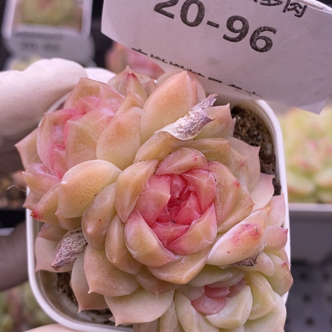 【闪购商品】20-96梦幻泡影