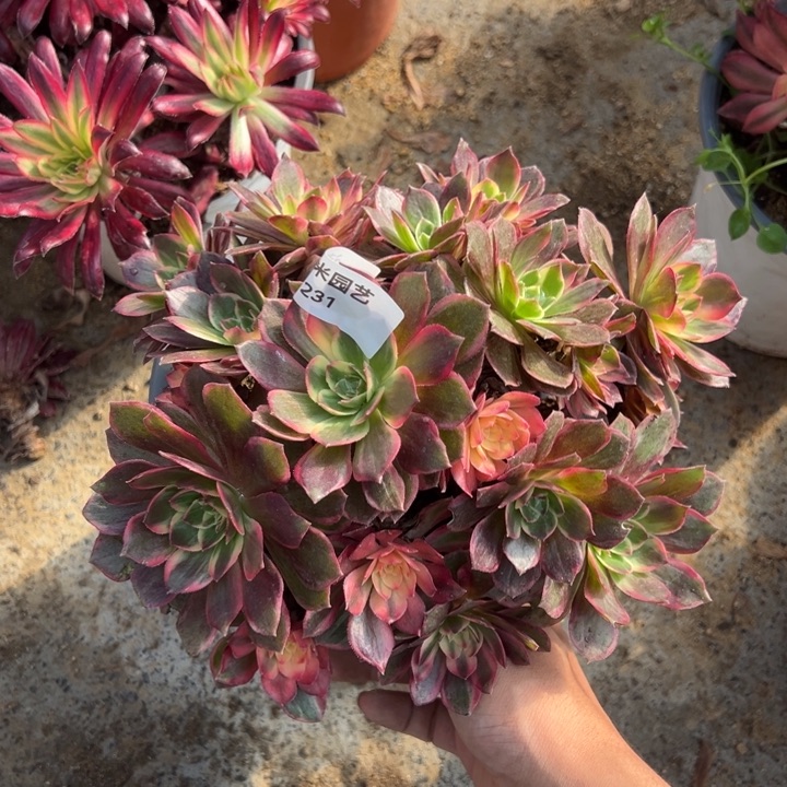 黑膜金钱多肉植物231