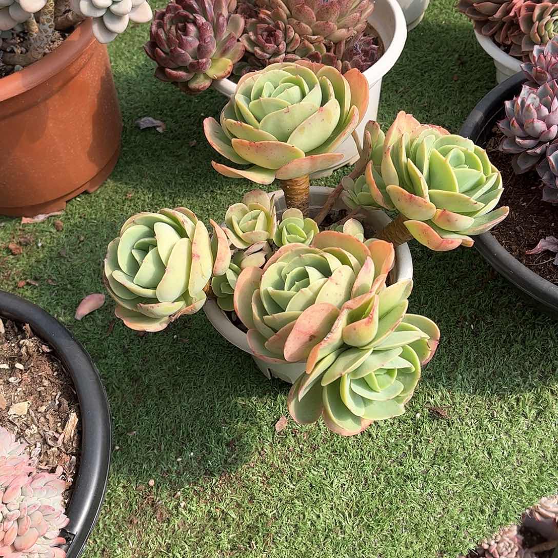 J**哥碧桃多肉植物保护43