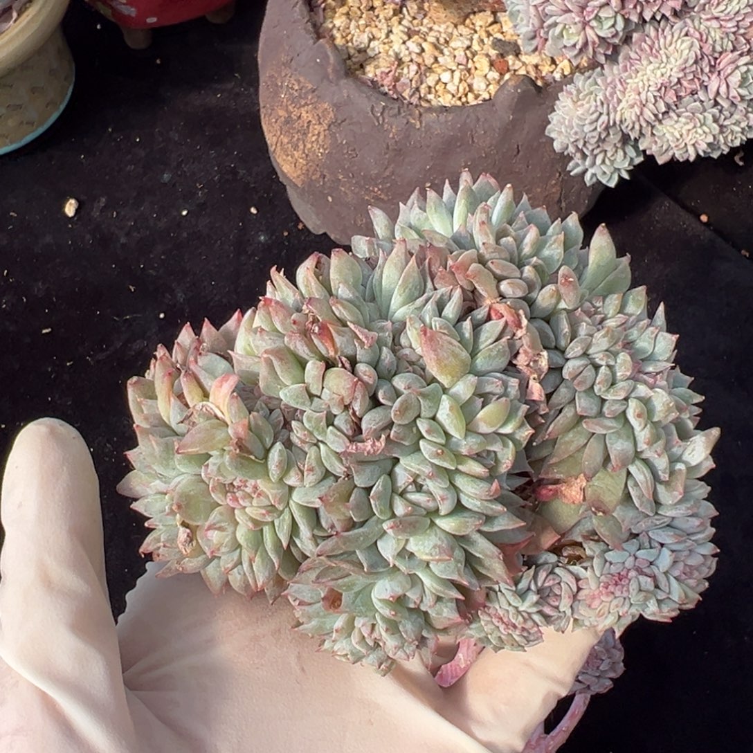 特价处理不退换 也微瑕 