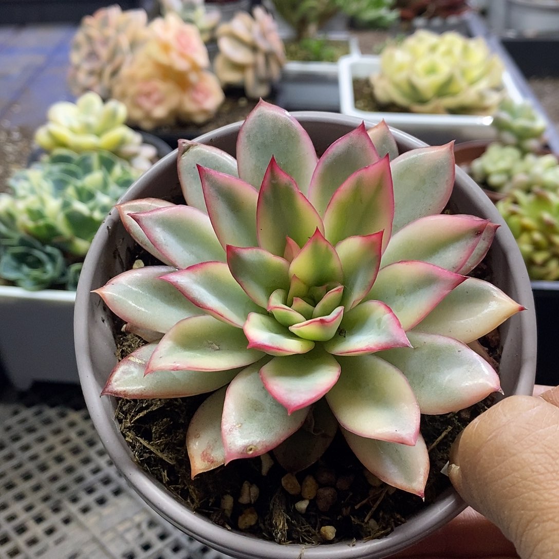 0606月光女神锦多肉