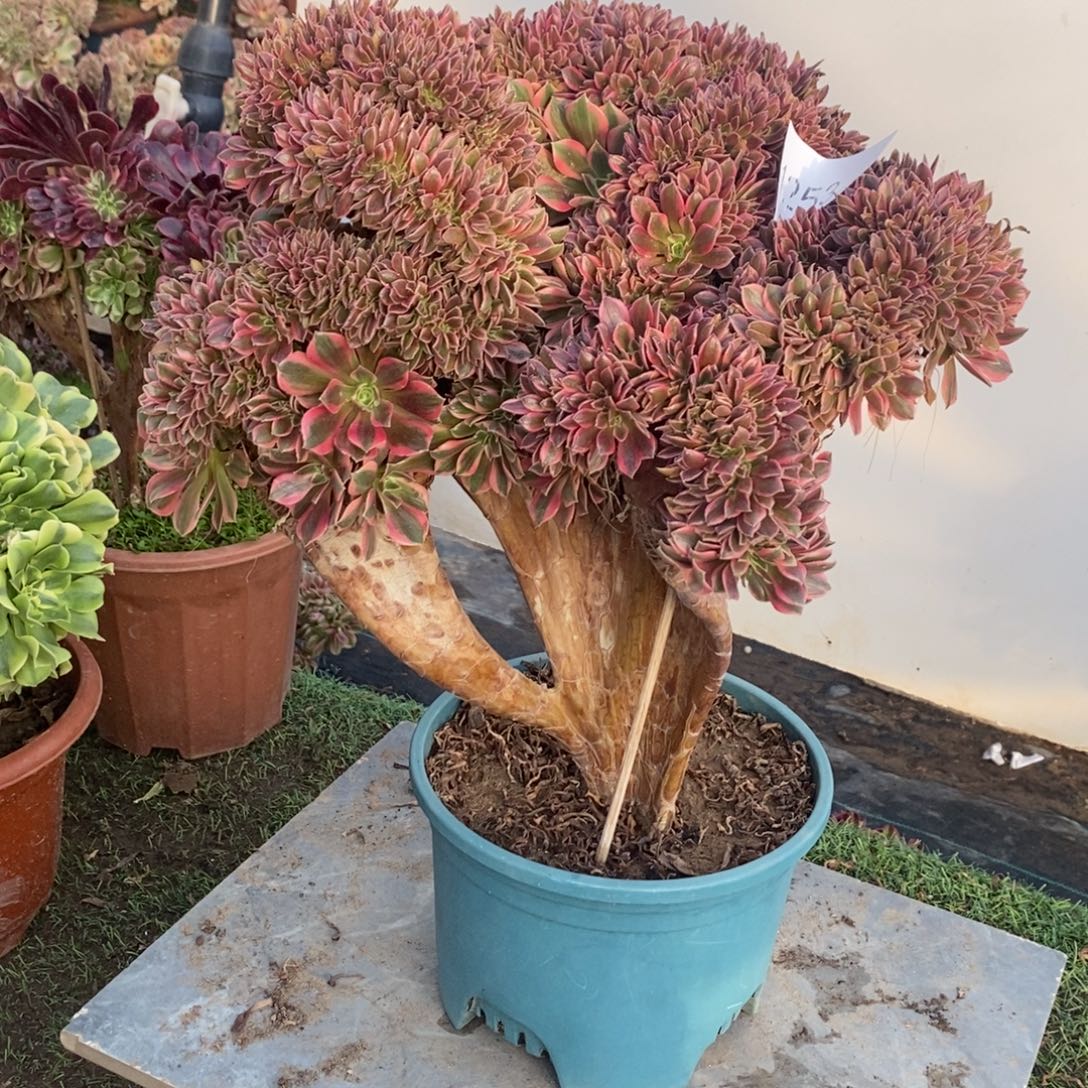 不开花植物1253号女神缀化1颗多肉
