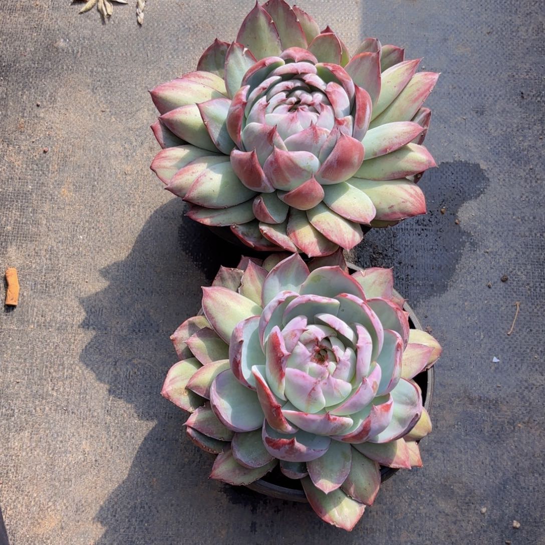 一物一拍，惊鸿外翻