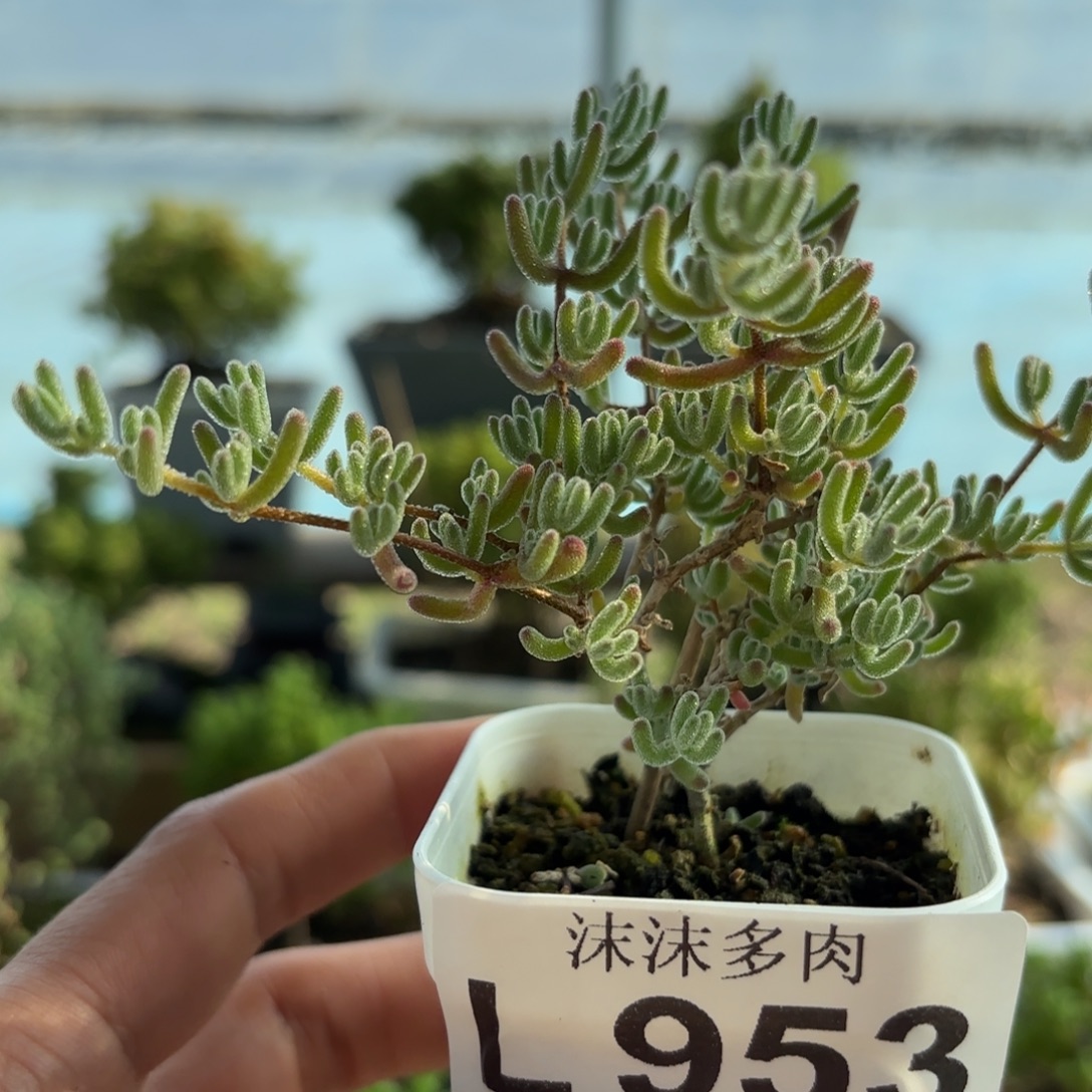 953冰紫枝干福利哦