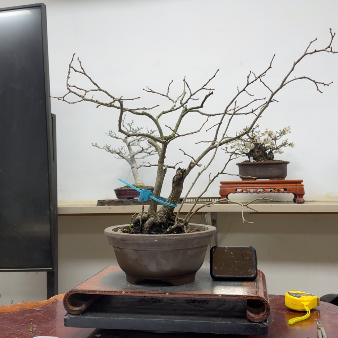 大***凯无花朵843顺丰到付不包邮