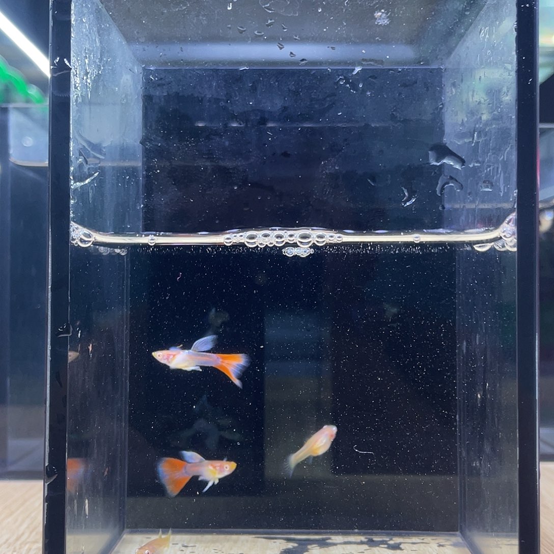 孔雀鱼跑红紫白飞船两对