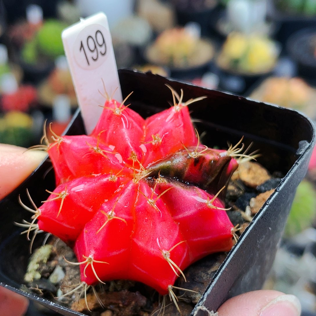 非偏远地区满25裸根发货仙人球