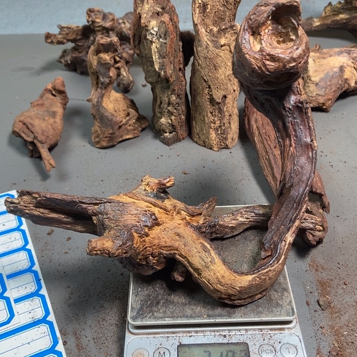 黄花梨/降香黄檀生****2