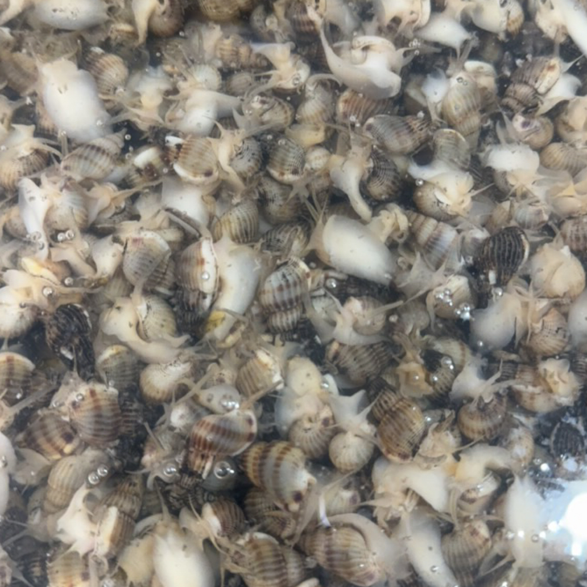 中大号海锥 保鲜保活4斤99