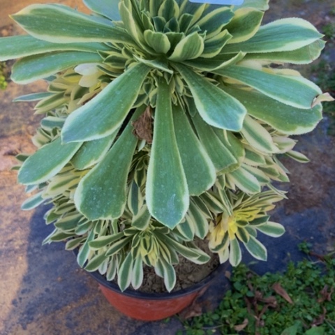 绿羊绒锦多肉植物58多肉