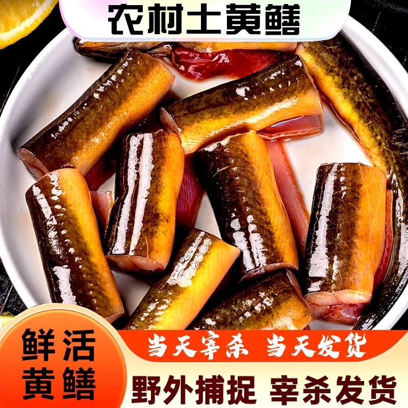 3冷链速发鲜活现杀现发新鲜发货鳝鱼段美味甄选黄鳝