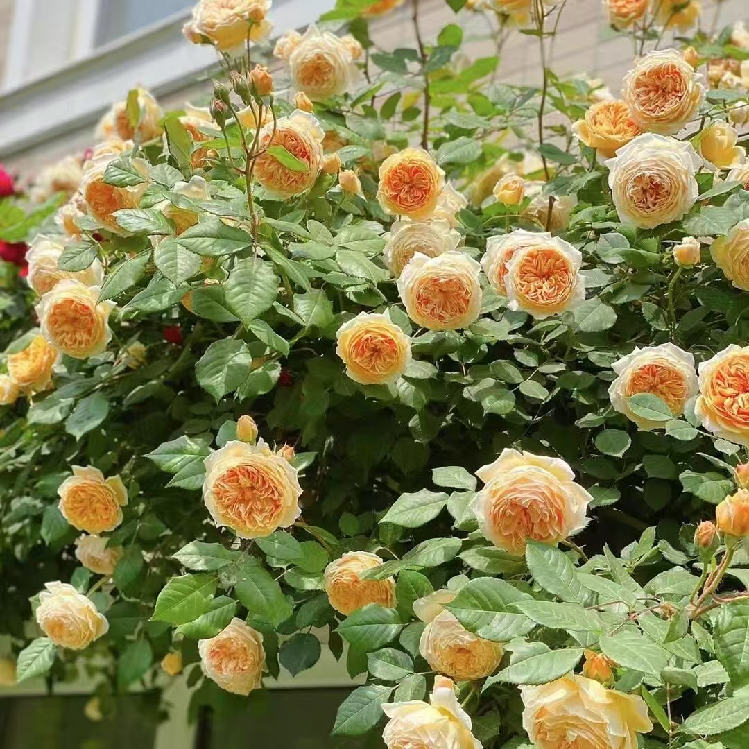 【原生苗 开花多】玛格丽特王妃 爬藤月季花藤本花卉庭院地栽四季开