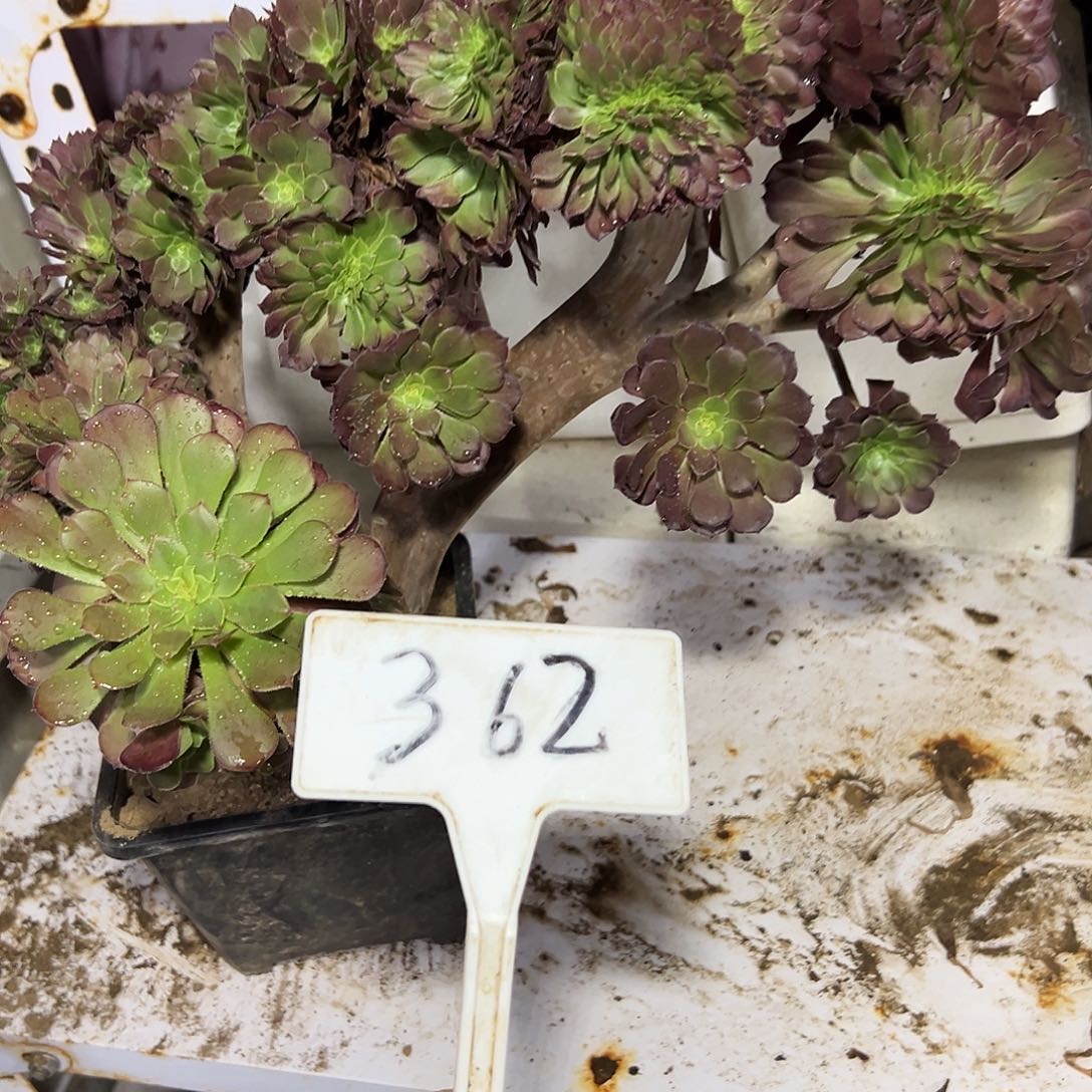 嘿***头多肉植物铜壶一体化362