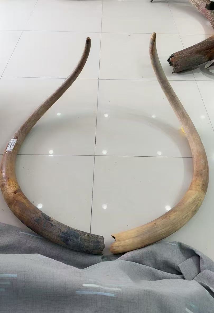 <传世臻品> 全品0修复收藏级重器，猛犸象牙去皮牙摆25900克