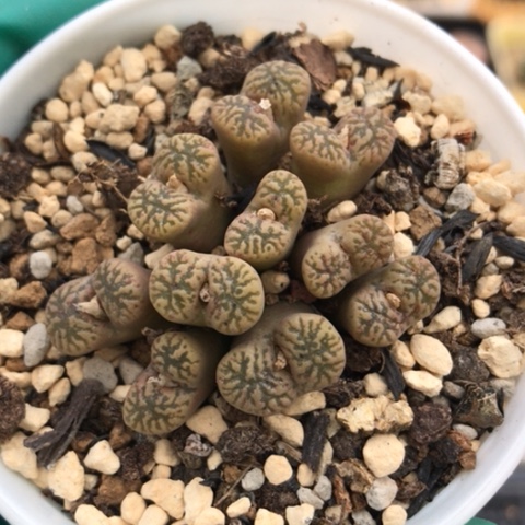 多肉肉锥 10头鸟哈尼