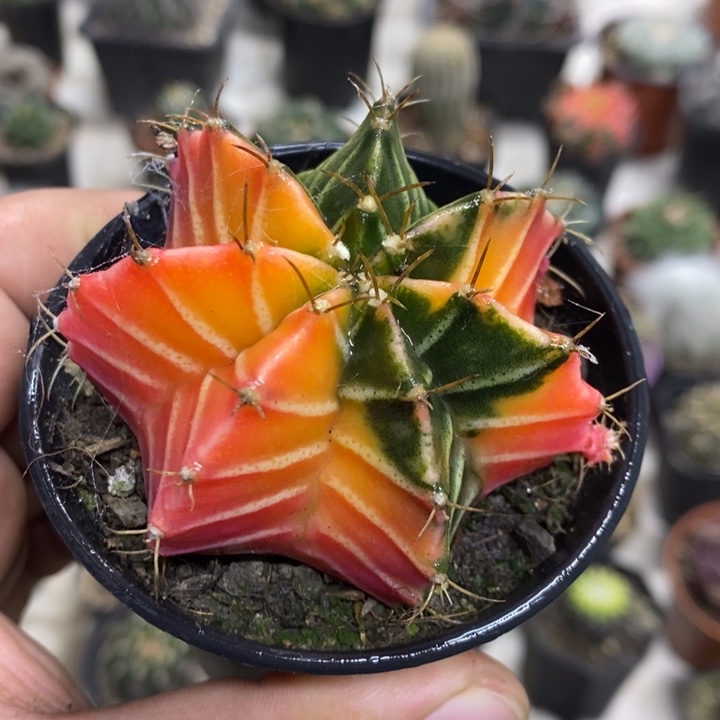 肋骨牡丹锦特价福利