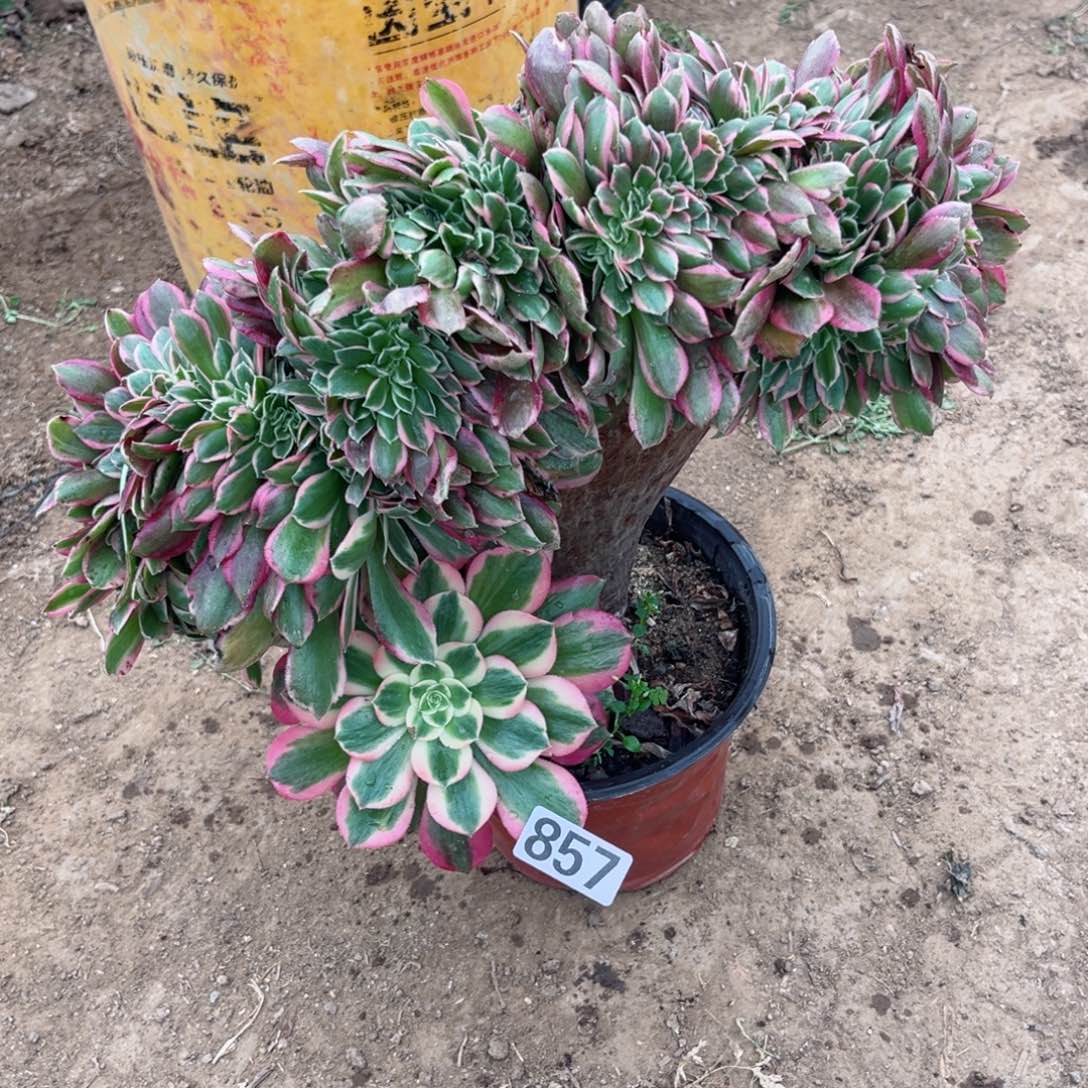 857粉女郎缀多肉植物