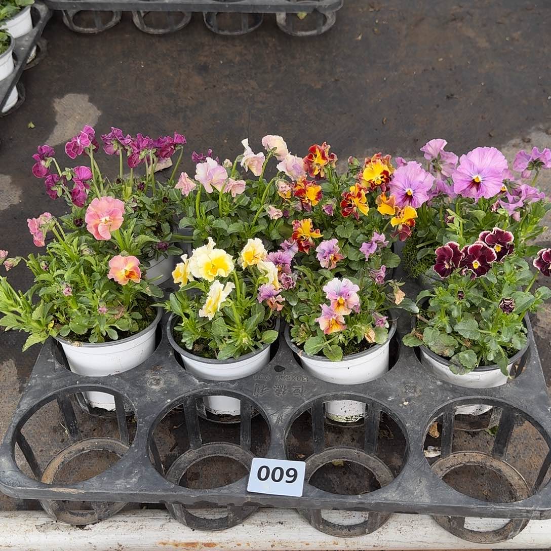 009号花朵不售后大花皱边角堇