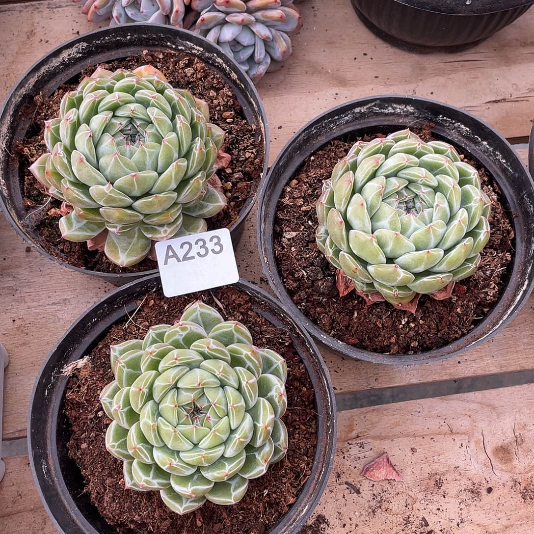 233多肉植物多肉植物