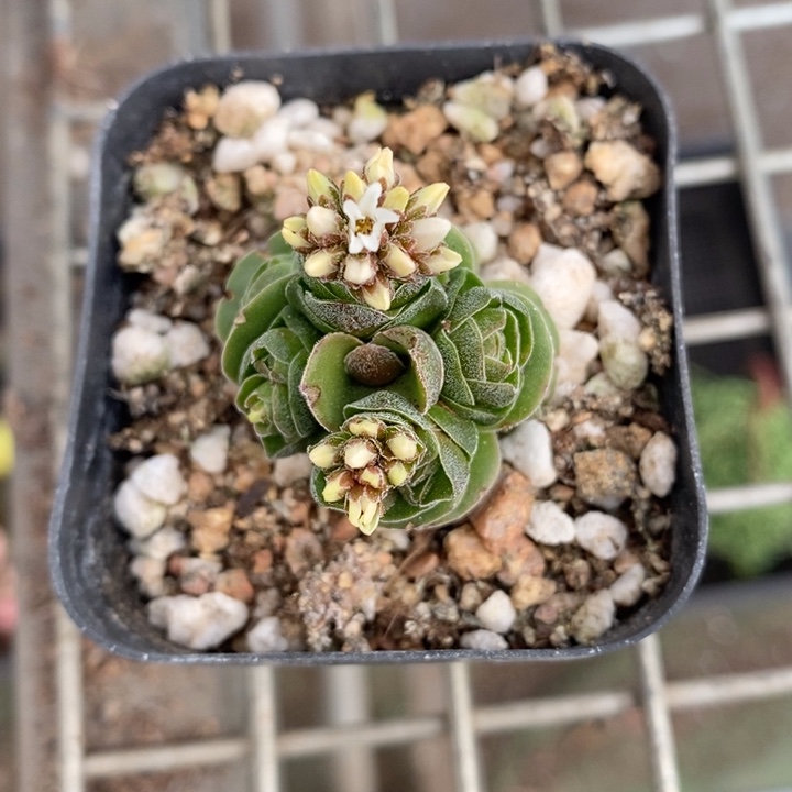 伯克利和格蕾纳等著名音乐