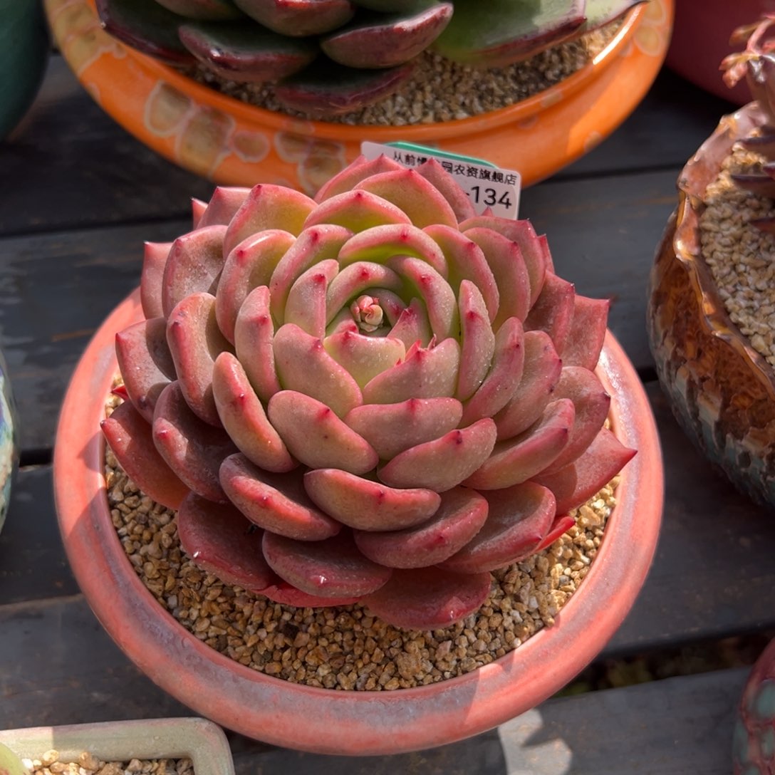 多肉一物一拍0303-134