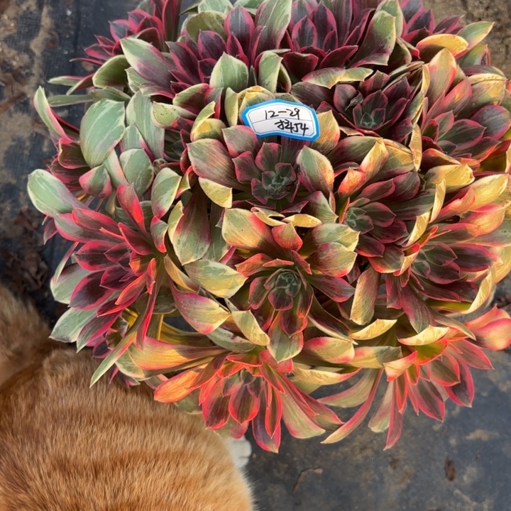 浣纱多肉法师不包损54