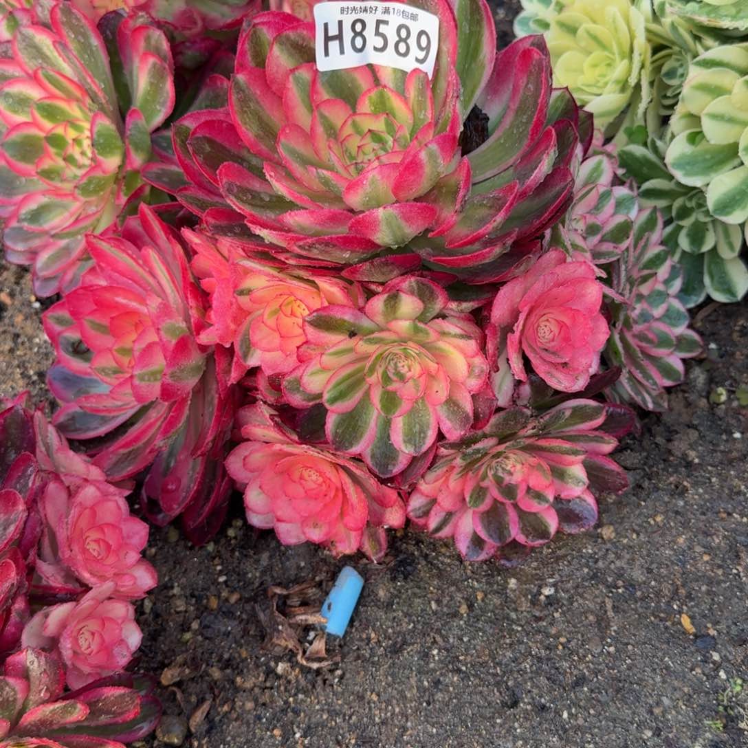 8589荔枝。多肉植物