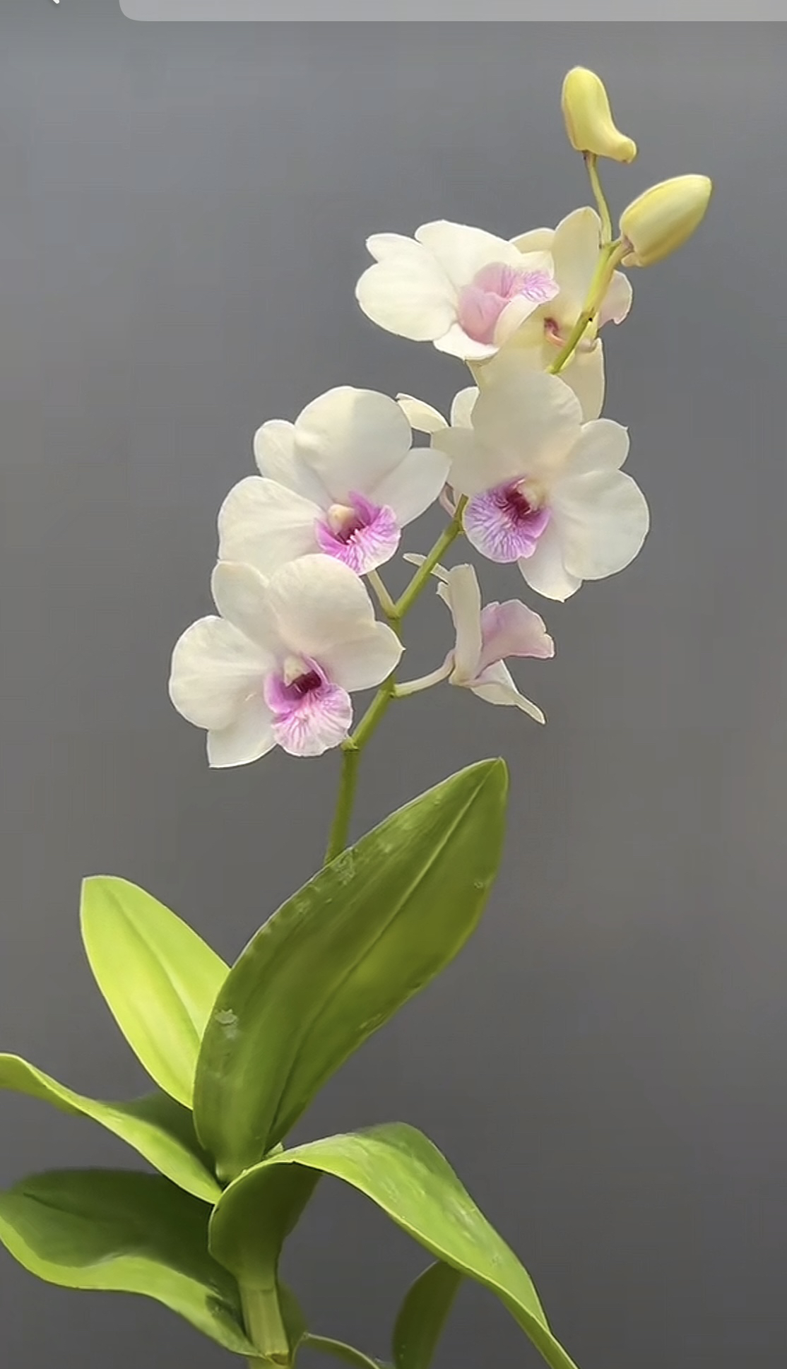 醉芙蓉 【秋石斛】大花花好养花期长云南鲜花绿植