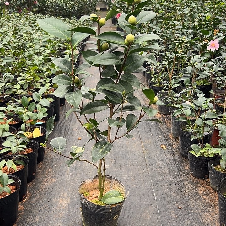 大部分花苞少量开放，彩槟榔