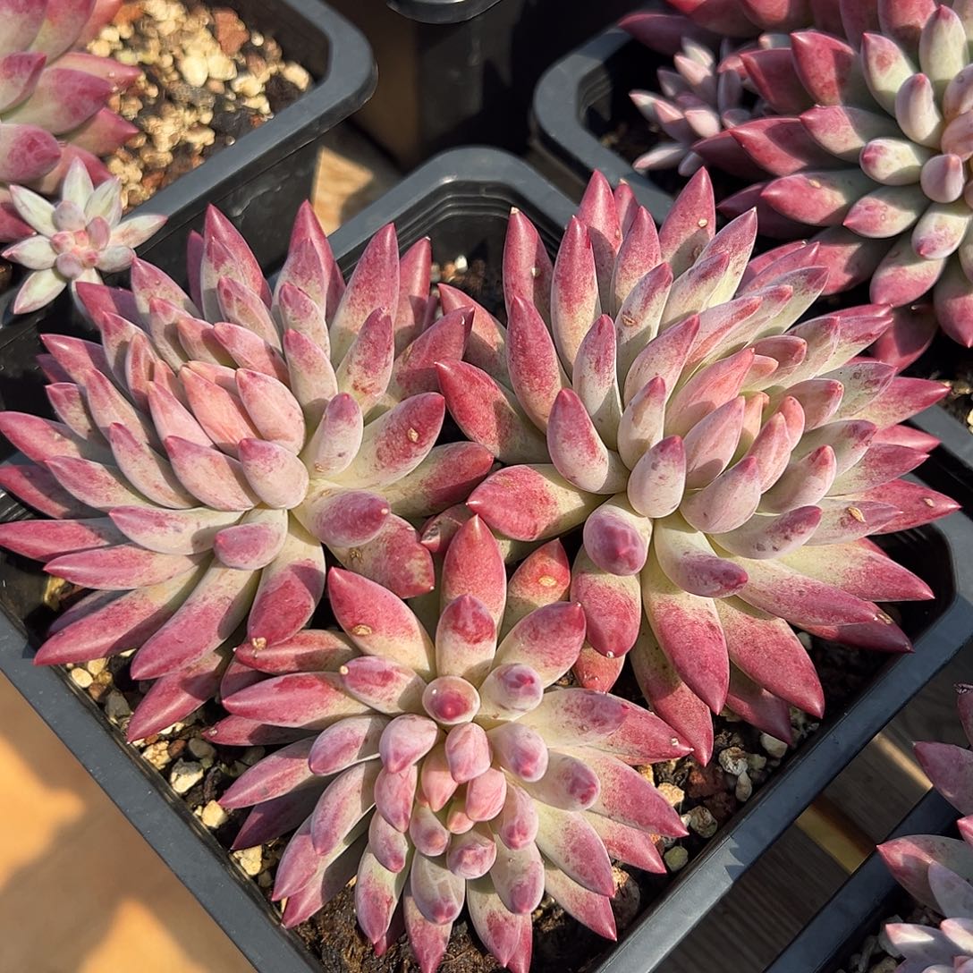 8-03-11精控虞美人