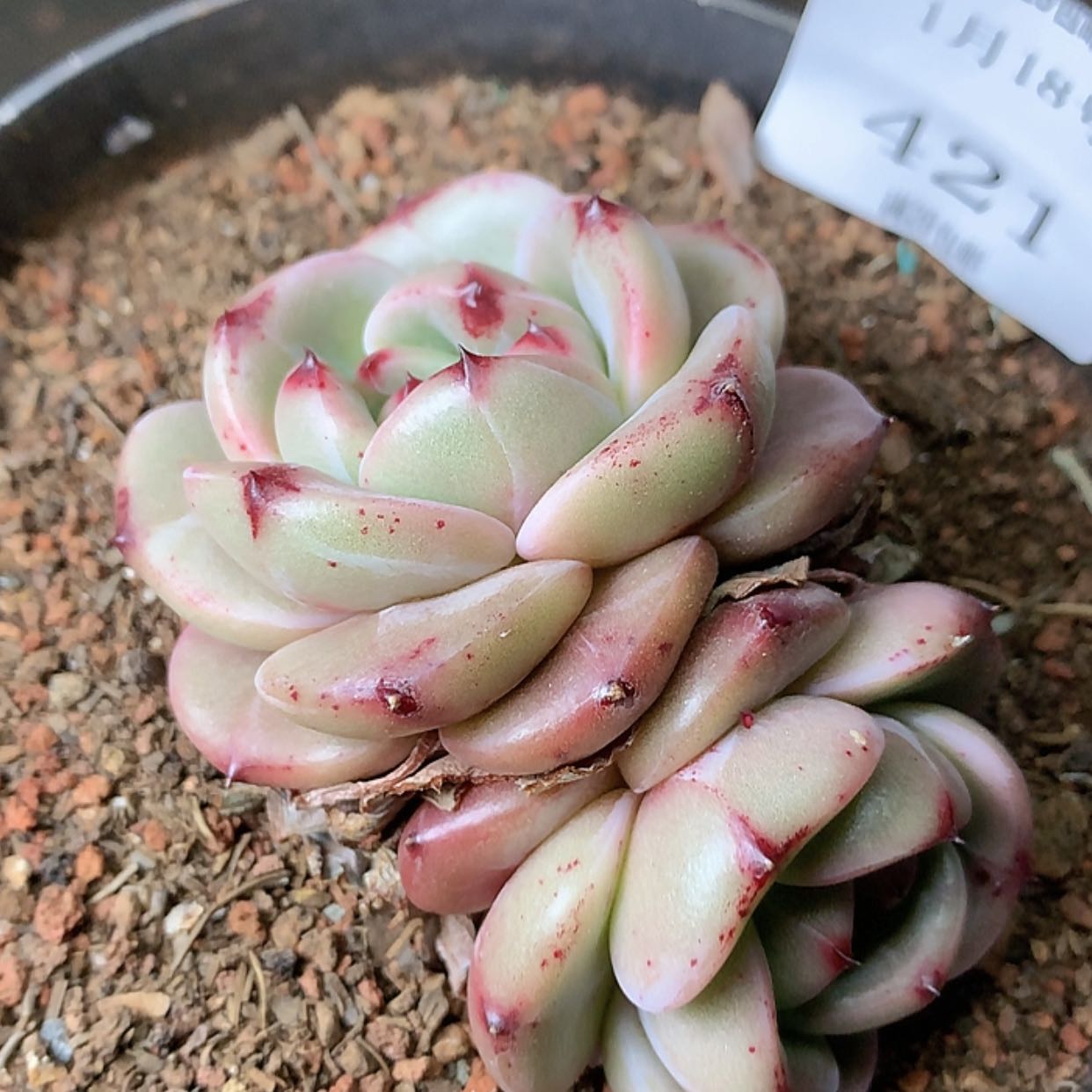 【闪购商品】云421号