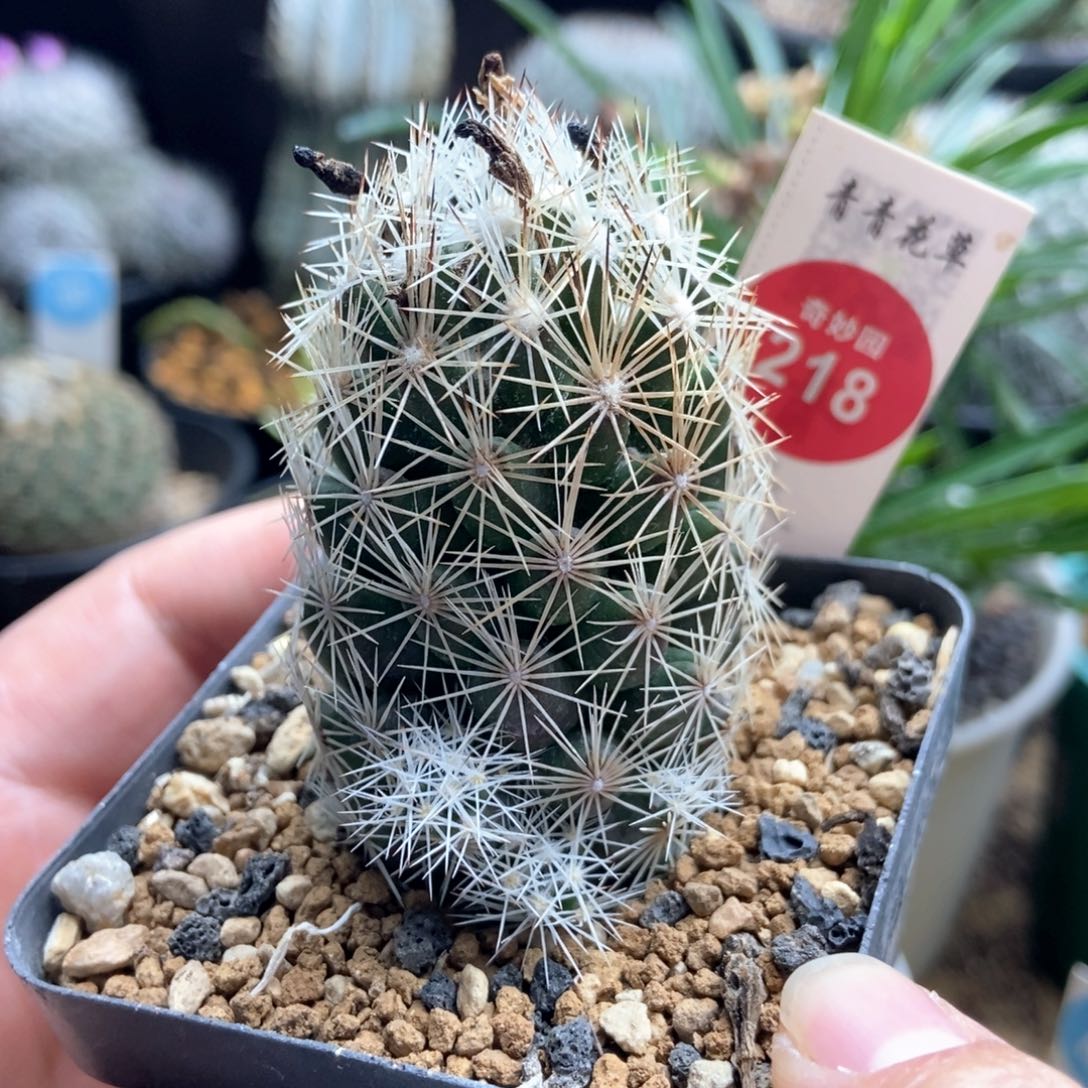 实生孤僻丸群一颗仙人球