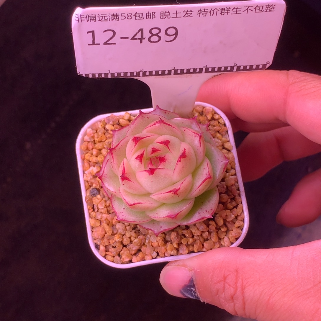 边线编号麦秆精品多肉