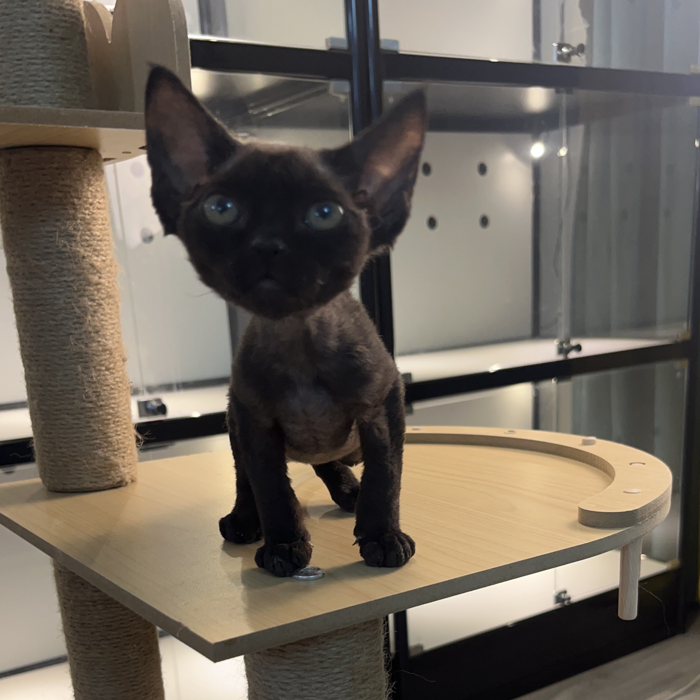 美版德文小可爱纯黑妹妹