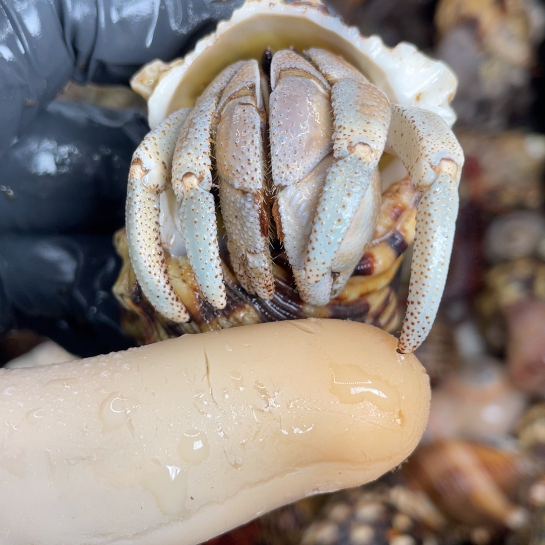 不退不换活体宠物35