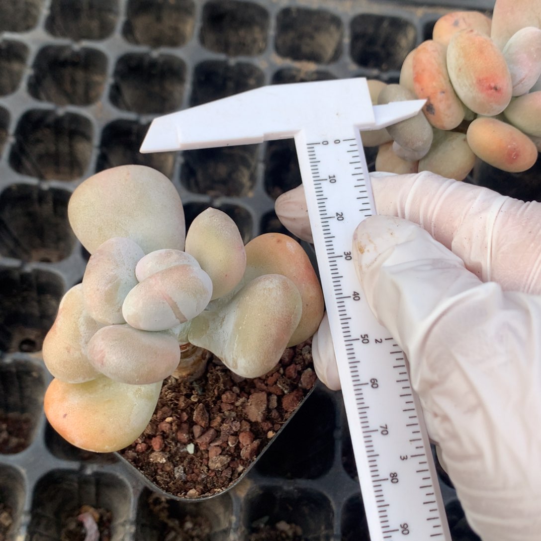 油煎奶酪多肉韩国黄油