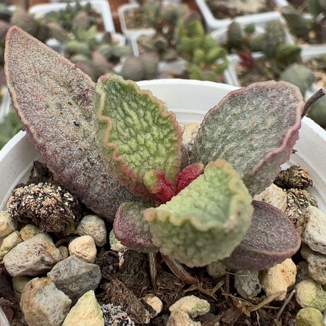 粉红猪肝多肉植物水泡
