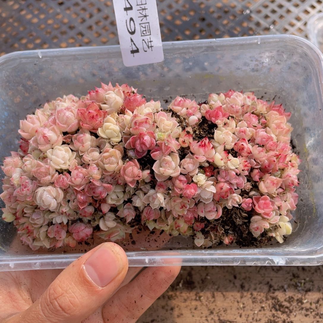  多肉植物多肉植物494