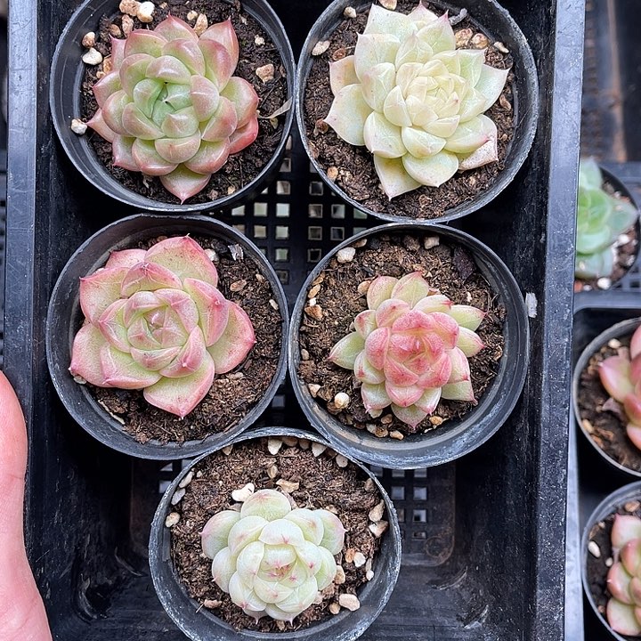 多肉一物一拍24-42