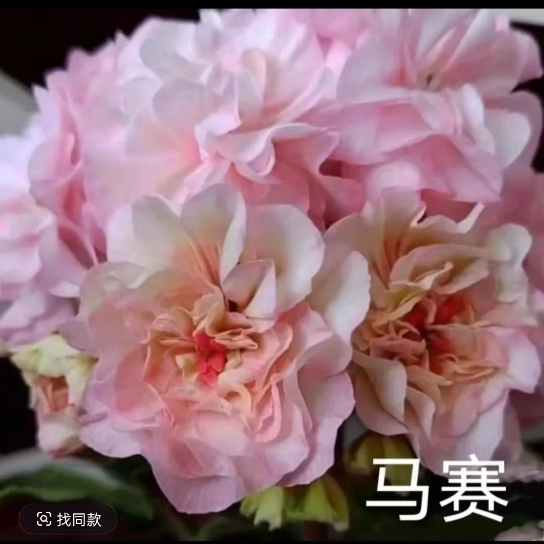 马赛半兽系天竺葵