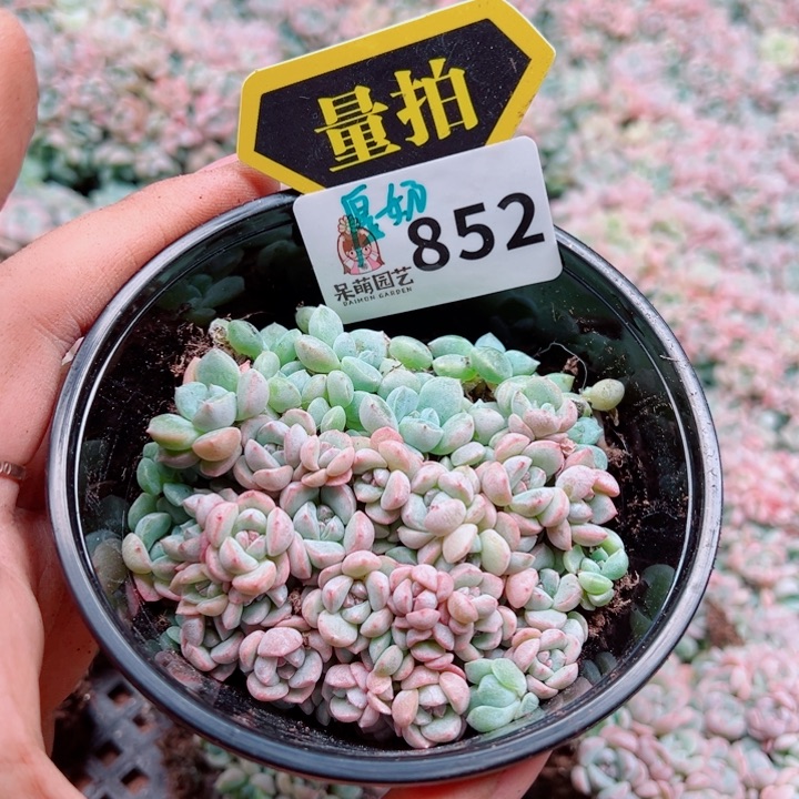 多肉植物多肉植物