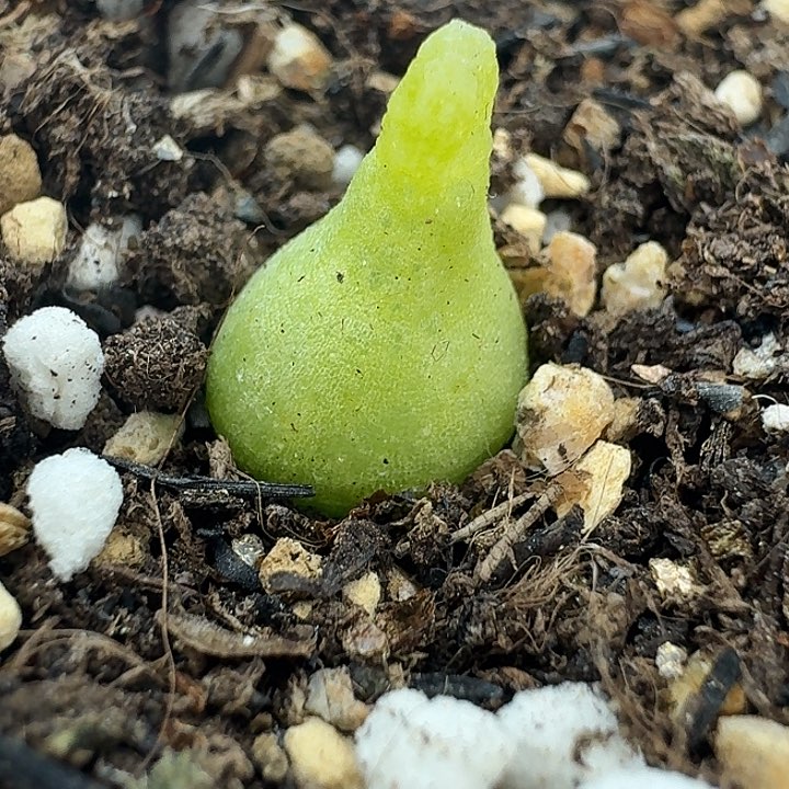 老马生石花小葫芦1306