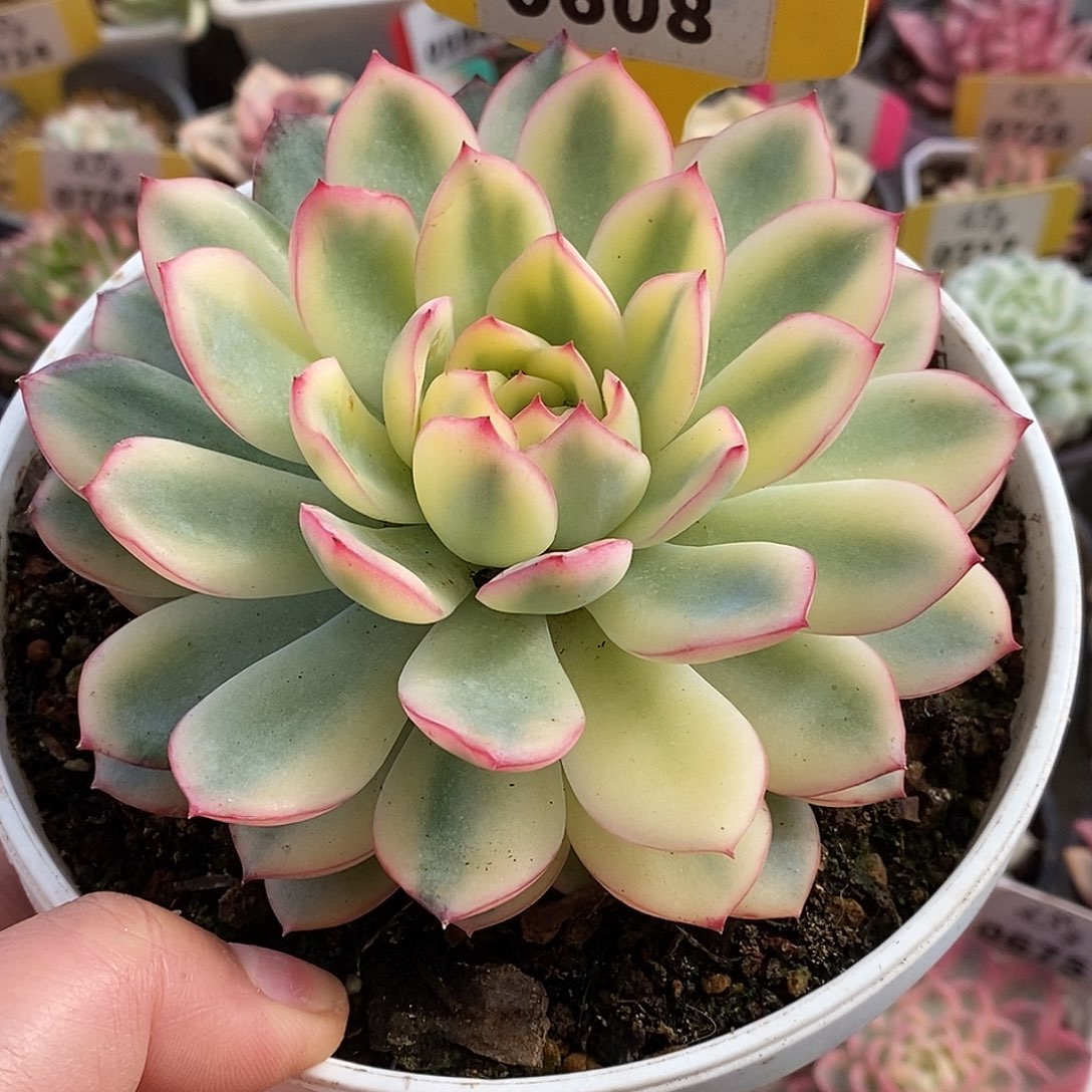 608雨燕座哈哈哈哈哈哈