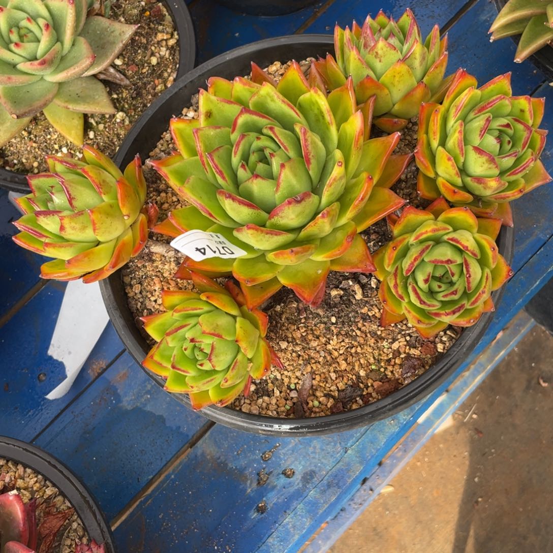 无花朵若如东云组拍D714（物流到付）