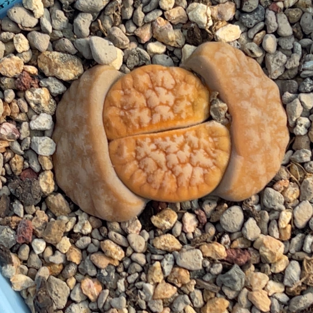 8236岛田拿铁一颗 